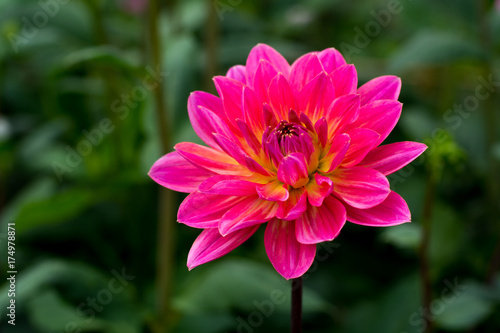 Fototapeta Naklejka Na Ścianę i Meble -  Pink rose dahlia flower, beatyful bouquet or decoration from the garden