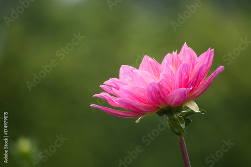 Fototapeta Naklejka Na Ścianę i Meble -  Pink rose dahlia flower, beatyful bouquet or decoration from the garden