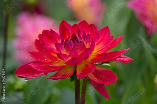 Fototapeta Naklejka Na Ścianę i Meble -  Red dahlia flower, Beautiful bouquet or decoration from the garden