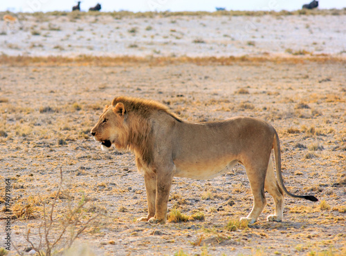 Isolated Male Lion standing on the empty dry plains in Etosha