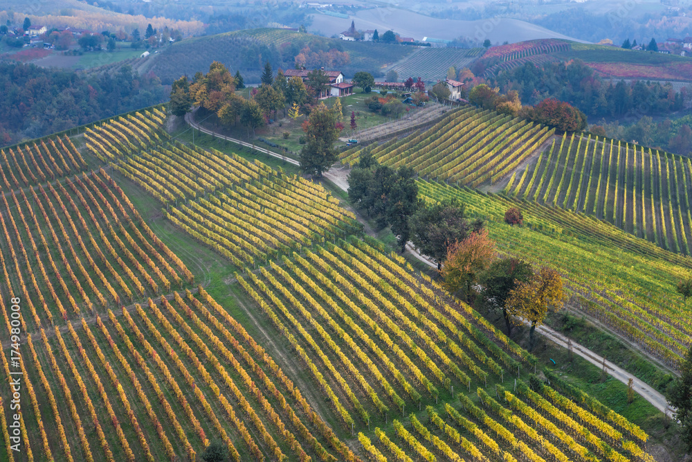 Rows of orange, yellow and green vineyards on the hill in autumn in Piedmont, Northern Italy, Europe,