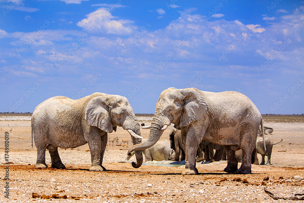 Fototapeta premium Two large bull elephants facing eachother with a vibrant pale blue cloudy sky background in Etosha
