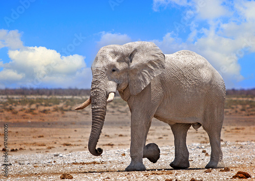 Large Isolated Elephant walking against a bright blue cloudy sky in Etosha