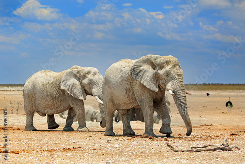 Elephants on the dry open plains with a bright blue cloudy sky in Etosha