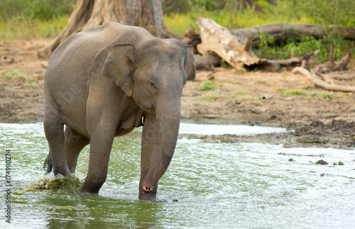 Asian Elephant next to a small waterhole in Udawallawe  Sri Lanka