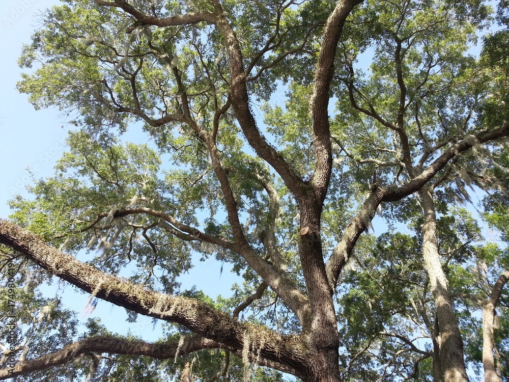 Old tree Old tree