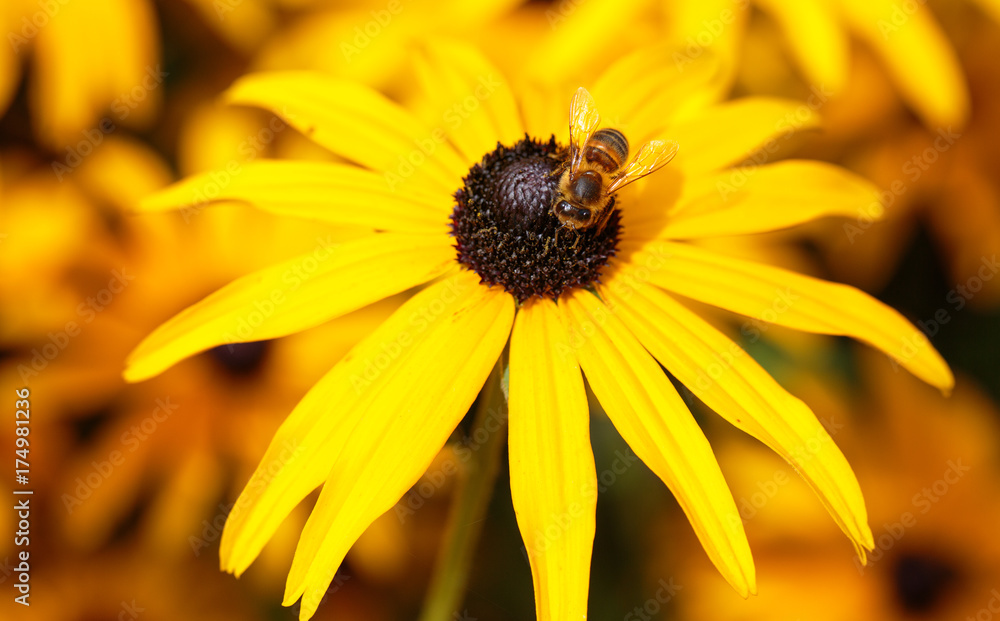 Bright yellow Rudbekian flower with a bee feeding fromthe stamen Bright yellow Rudbekian flower with a bee feeding fromthe stamen