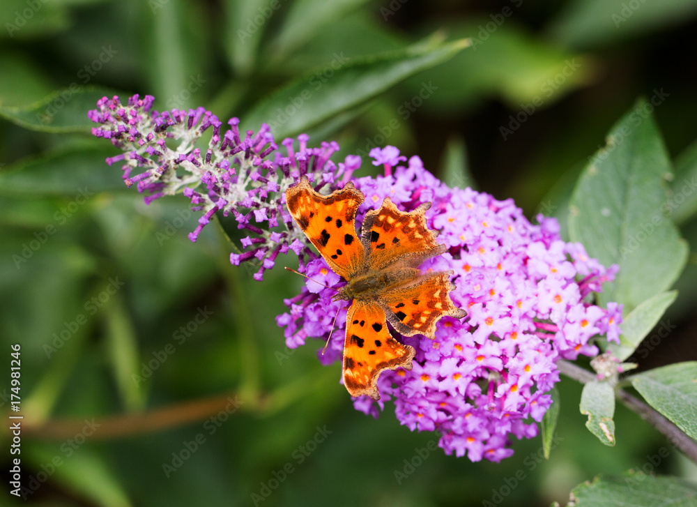 Red and black butterfly resting and feeding on a vibrant Buddleia flower Red and black butterfly resting and feeding on a vibrant Buddleia flower