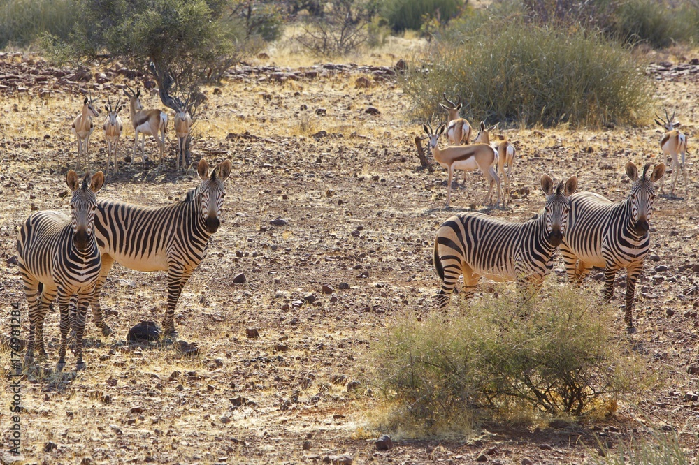 Naklejka premium Desert adapted Chapmans Zebras standing in he bush veld in Damaraland, Namibia