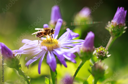 close up of a Honeybee resting on a purple michaelmas daisy