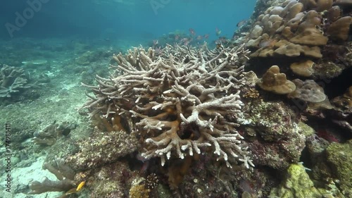 
Staghorn coral (Acropora cervicornis) on reef, Raja Ampat islands  photo