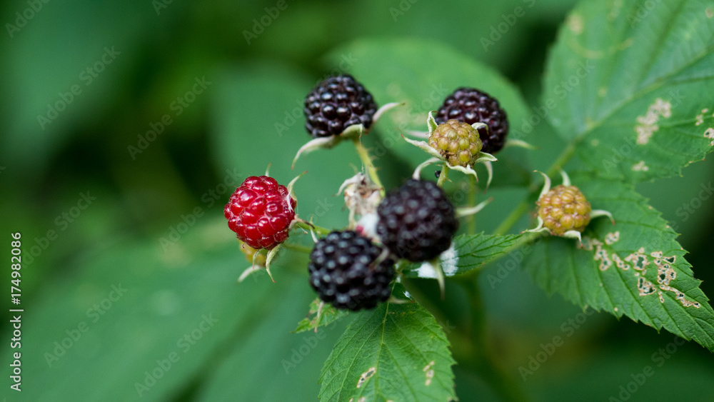 Berries Berries