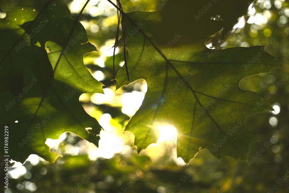 sunlight in oak tree leaves in autumn sunlight in oak tree leaves in autumn