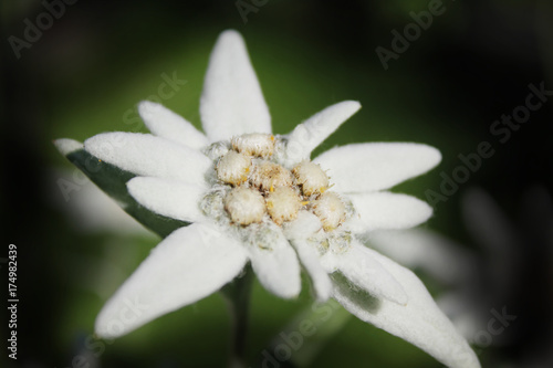 Alpine edelweiss    European mountain plant - white flower.