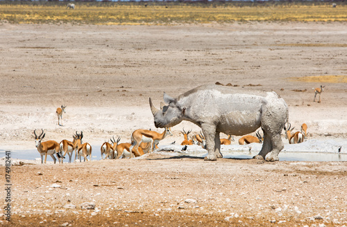 Tableau sur toile Black Rhino and springbok at a waterhole in Etosha