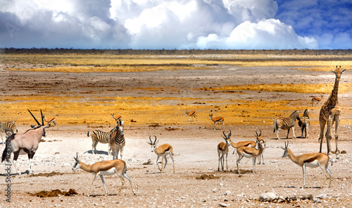 Amazing African game drive with lots of animals including giraffe, zebra, oryx, sprinbok in Etosha