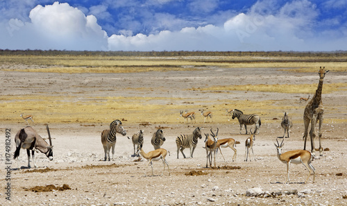 Herd of zebra and sprinbok standing on the vast open dry plains with lovely cloudy sky in Etosha