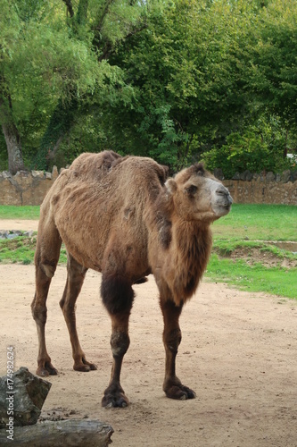 Bactrian camel