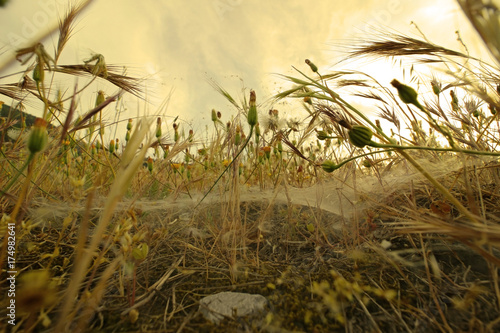 Fototapeta Naklejka Na Ścianę i Meble -  Dandelion flower and grass background with spider net - in yellow.
