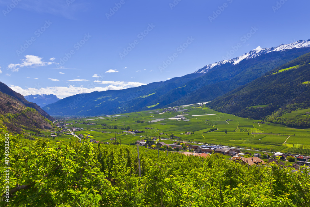 Südtirol- Panorama, Apfelplantagen im Vinschgau bei Kastelbell-Tschars