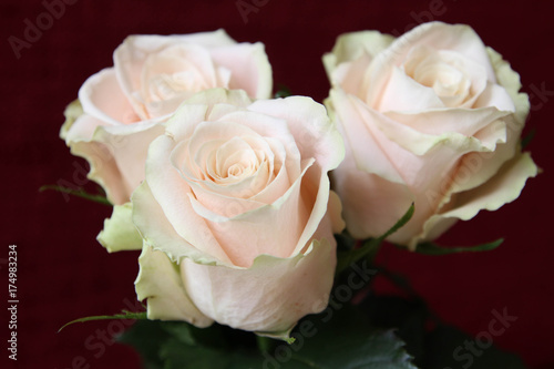 Fototapeta Naklejka Na Ścianę i Meble -  Cream Pink Roses. White
