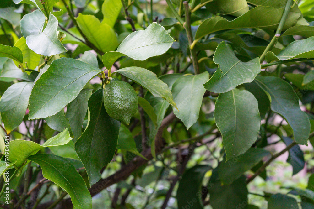 leaf leaves from citrus sinensis orange close up view leaf leaves from citrus sinensis orange close up view