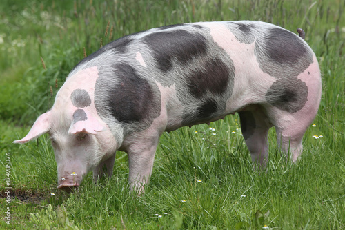 Closeup of a young pig on pasture