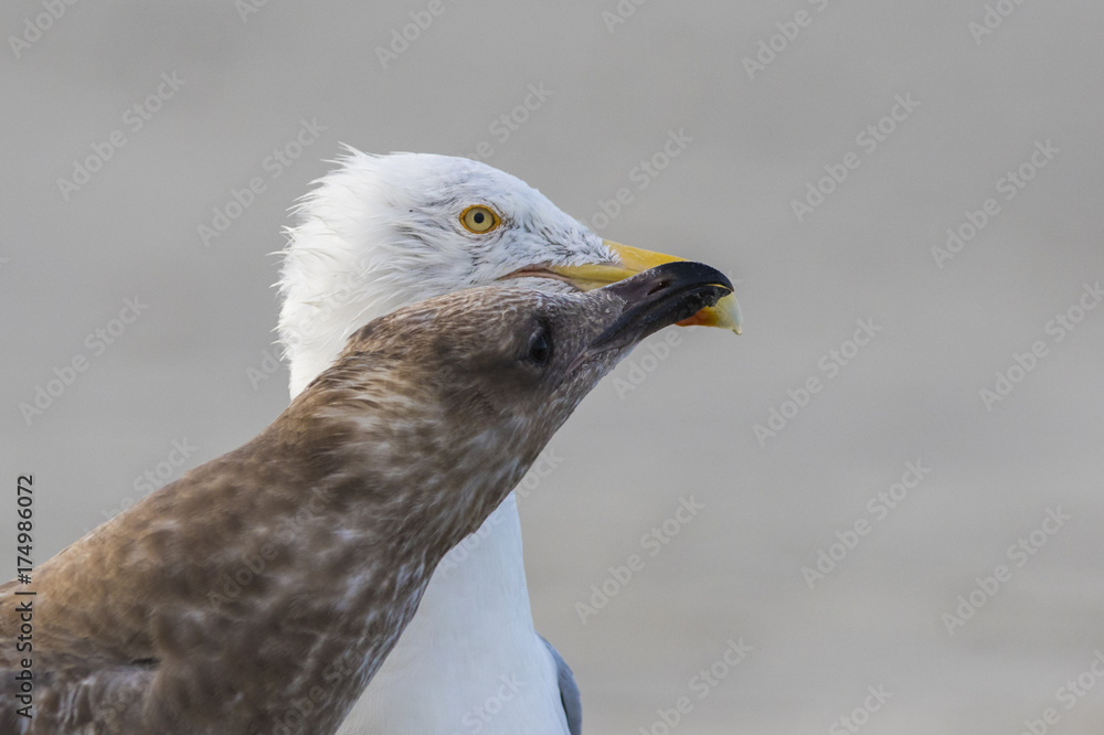 American herring gull or Smithsonian gull (Larus smithsonianus or Larus argentatus smithsonianus) adult feeding chicks with crab American herring gull or Smithsonian gull (Larus smithsonianus or Larus argentatus smithsonianus) adult feeding chicks with crab