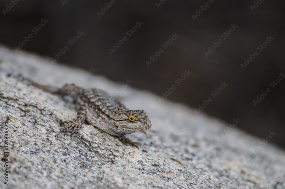 Side Blotched Lizard in Joshua Tree National Park