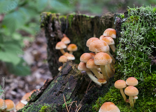 Group of close up of poisonous mushroom on the old moss covered tree trunk in the forest 