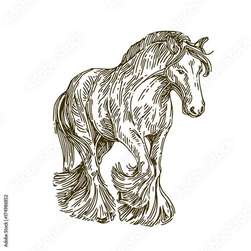 Frisian horse. Sketch. Vector illustration.