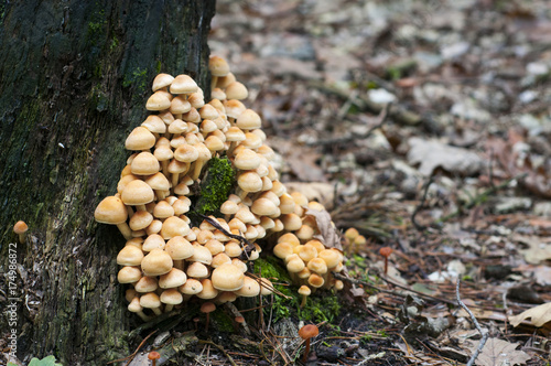 A group of poisonous mushrooms on the old stud.