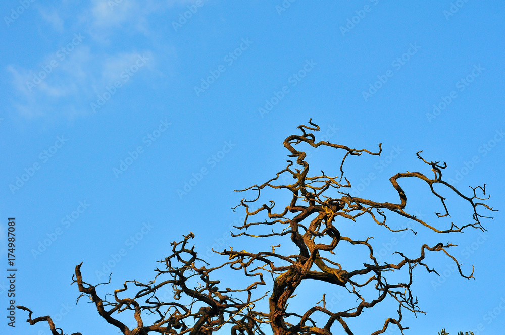 Dead acacia tree branches against blue sky. Dead acacia tree branches against blue sky.