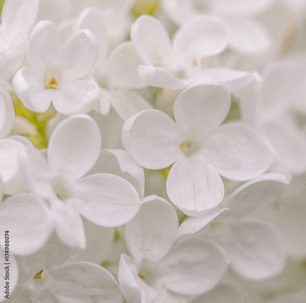 Weißer Flieder - Makro der einzelnen Blüten
