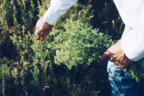 Man is cutting wild oregano in the mountain