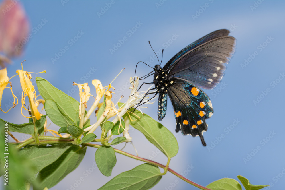Fototapeta premium Pipevine Swallowtail butterfly feeding on a Japanese Honeysuckle flower with blue sky background