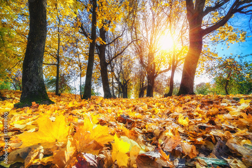 Bright foliage in sunny autumn park