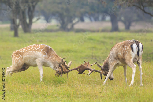 Fallow deer, Dama Dama, fighting during rutting season.