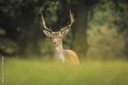 Young fallow deer buck  Dama Dama  walking in a dark forest