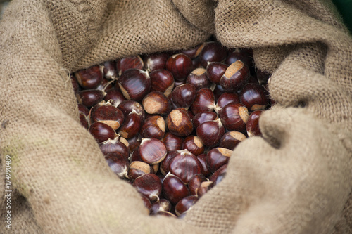 fresh chestnuts in jute sack.