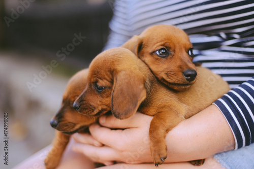 dachshund puppy. dachshund puppy portrait outdoors. many cute dachshund puppy playing outdoor. Shorthaired Dachshound. A beautiful dachshund puppy dog with sad eyes dog portrait © cinana