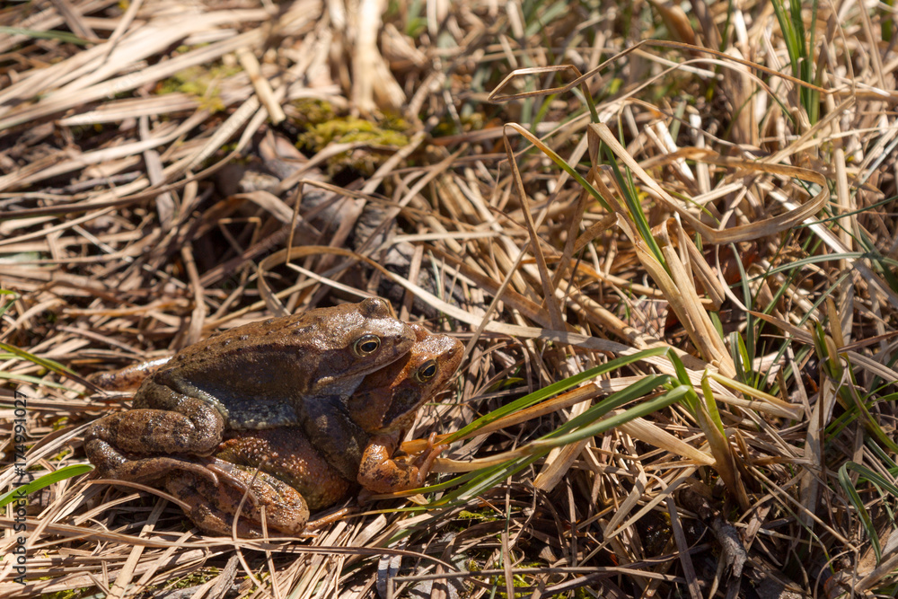 Frosch auf Frosch Frosch auf Frosch