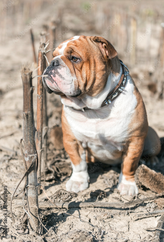 English bulldog big male posing outdoor,selective focus