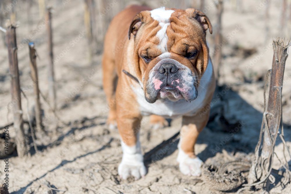 Portrait of young English bulldog,selective focus