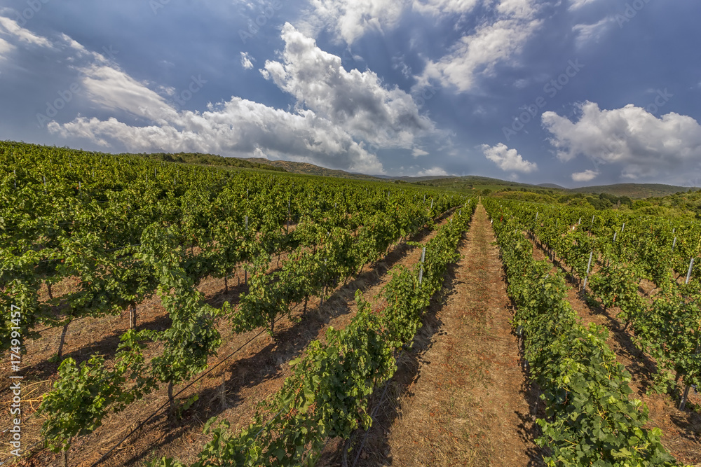 Summer scene of beautiful green vineyard with cloudy sky and mountain horizon.