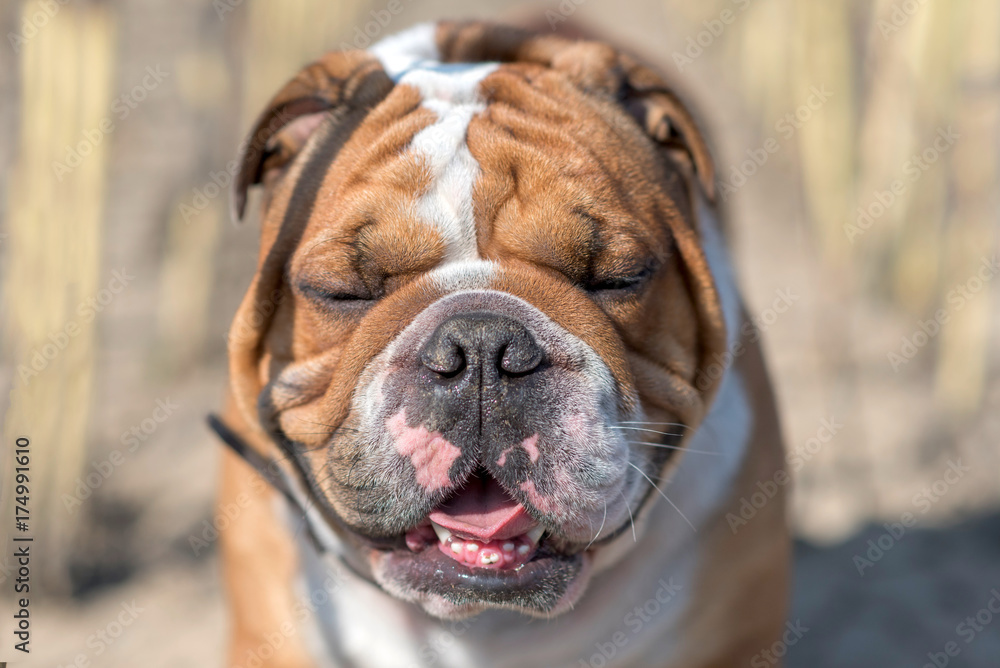 Close up potrtrait of funny bulldog,selective focus