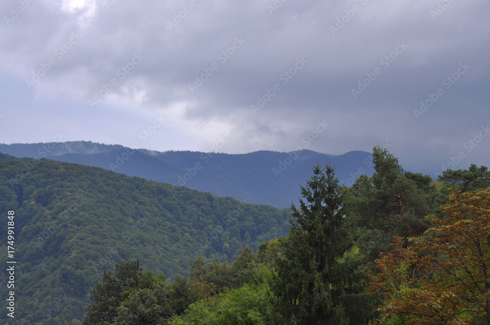 Mountains covered with green trees