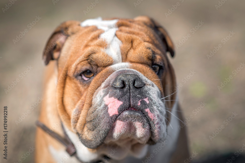 Cute English bulldog portrait,selective focus