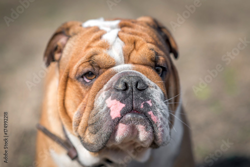 Cute English bulldog portrait,selective focus © ltummy