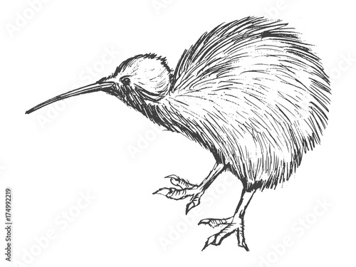 kiwi bird, symbol of New Zealand photo